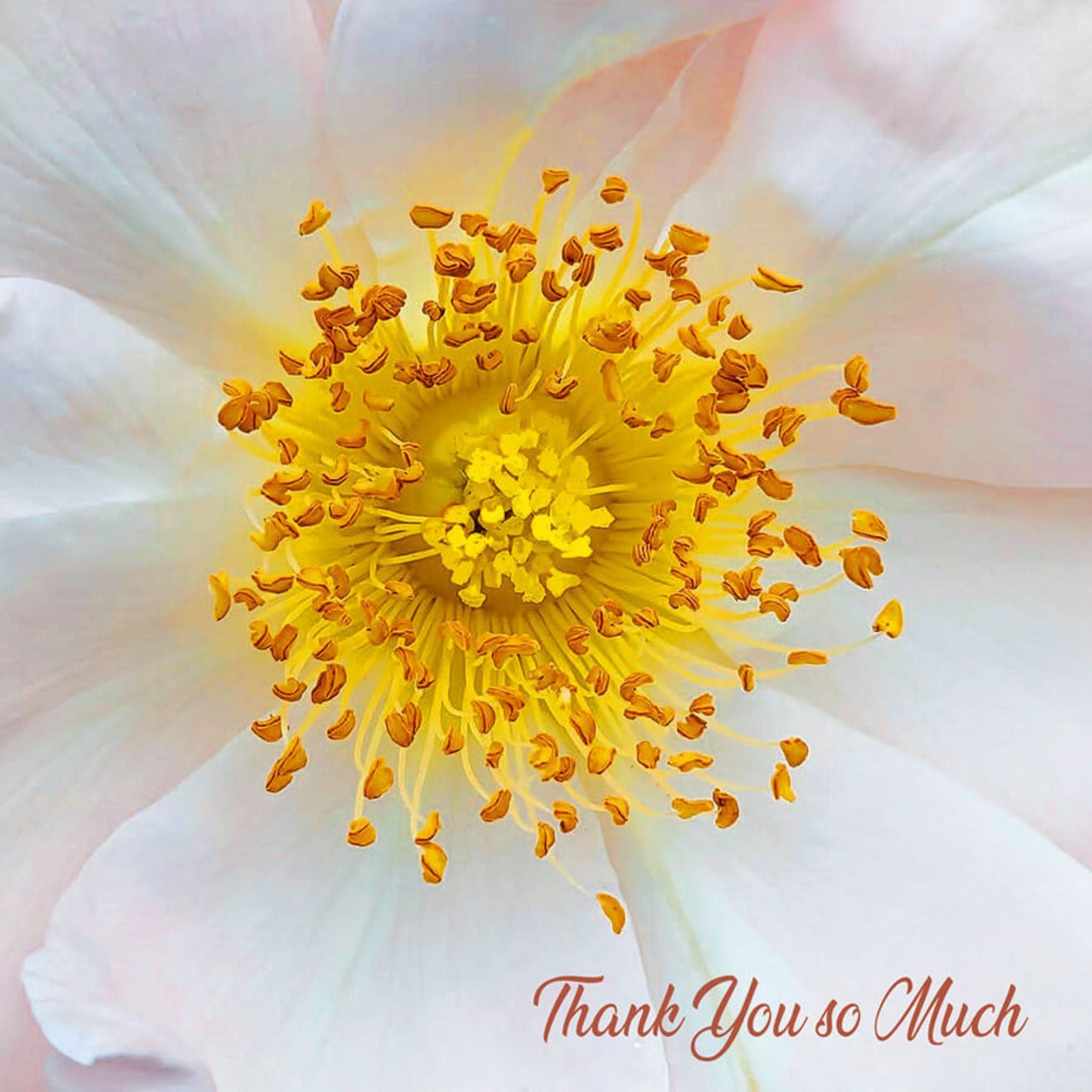 Free Thank You Card (worth €3) - Grape & Bean