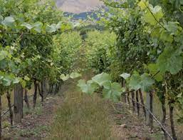 Paddy Borthwick Pinot Noir New Zealand - Grape & Bean