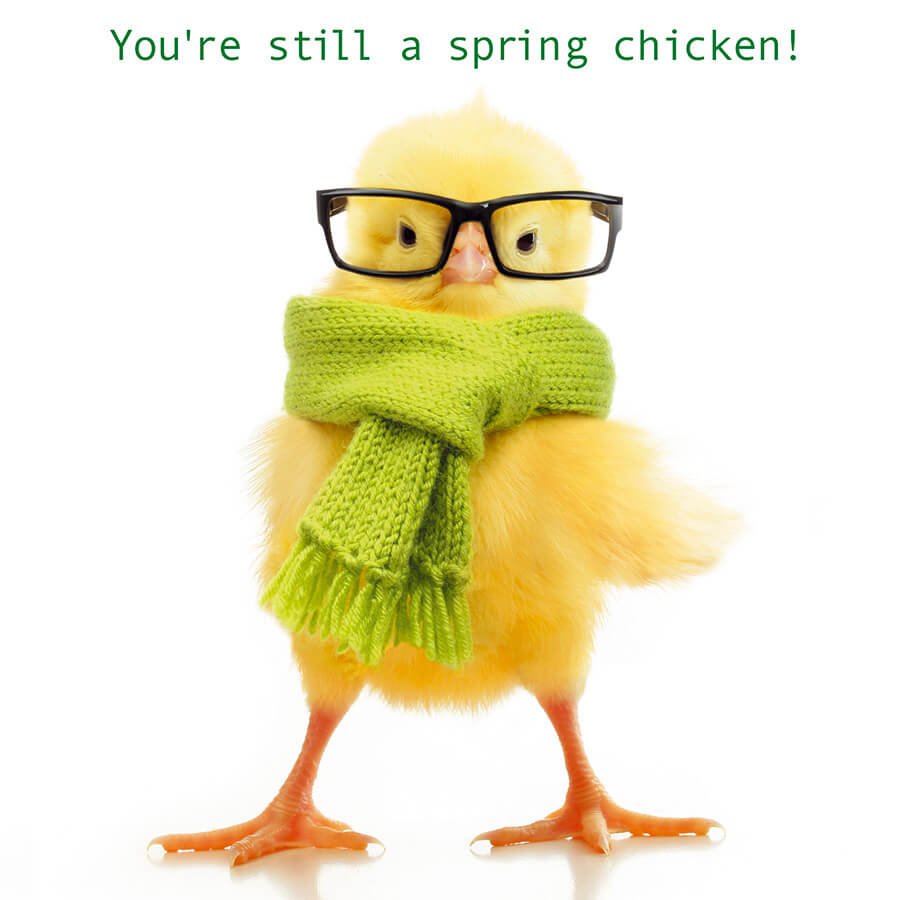 You're still a spring chicken! - Birthday Card - Grape & Bean